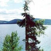 Bitterroot Lake