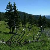 Little Wolf Creek