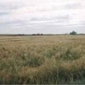 Valier Grainfield