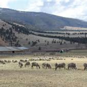 Sieben Livestock Co.