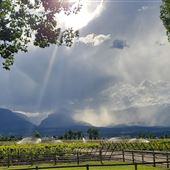 Willow Mountain Estate Vineyard/Winery
