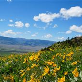 Rising Son Ranch
