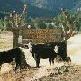 Bonanza Creek Country Guest Ranch