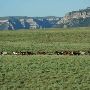 Bighorn Mountains