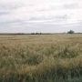 Valier Grainfield