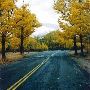 Fall Colors