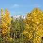 Fall Colors