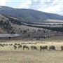 Sieben Livestock Co.