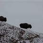 AMS Ranch