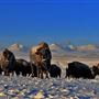 AMS Ranch