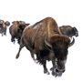 Blackfeet Indian Reservation