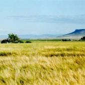 Square Butte Grainfield