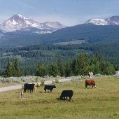 Mule Ranch