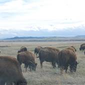 Tatanka Land Company