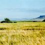Square Butte Grainfield