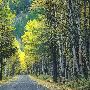 Fall Colors