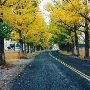 Fall Colors