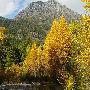 Fall Colors