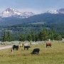 Mule Ranch