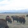 Tatanka Land Company