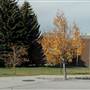 Montana State University