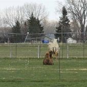 Fairfield Camel Farm