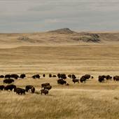 Fort Belknap Buffalo