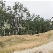 DNRC Aspens