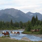 Sweet Grass Ranch