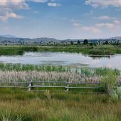 Nissler Pond - Rocker