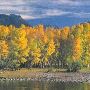 Fall Colors