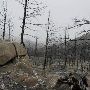 Burnt Forest