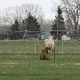 Fairfield Camel Farm