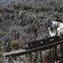 Austin Trestle