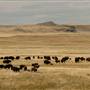 Fort Belknap Buffalo