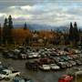 Whitefish