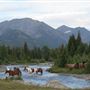 Sweet Grass Ranch