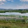 Nissler Pond - Rocker