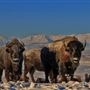 AMS Ranch