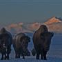 Blackfeet Indian Reservation