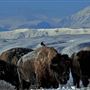 Blackfeet Indian Reservation