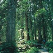 Ross Creek Cedars