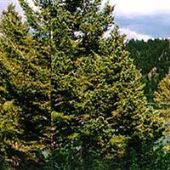 Cliff Lake