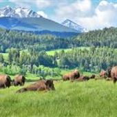 Flying D Ranch