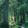 Ross Creek Cedars