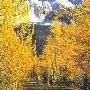 Fall Colors