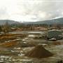 Whitefish