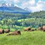Flying D Ranch