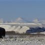 AMS Ranch
