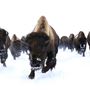Blackfeet Indian Reservation